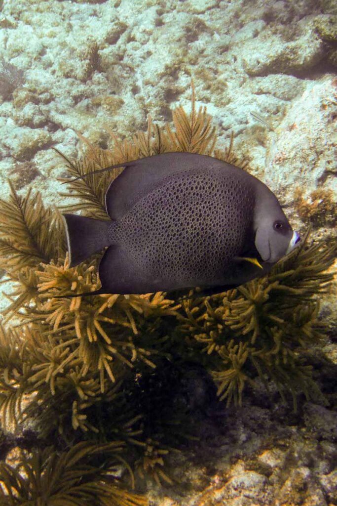 Angel Fish at Sombrero Reef