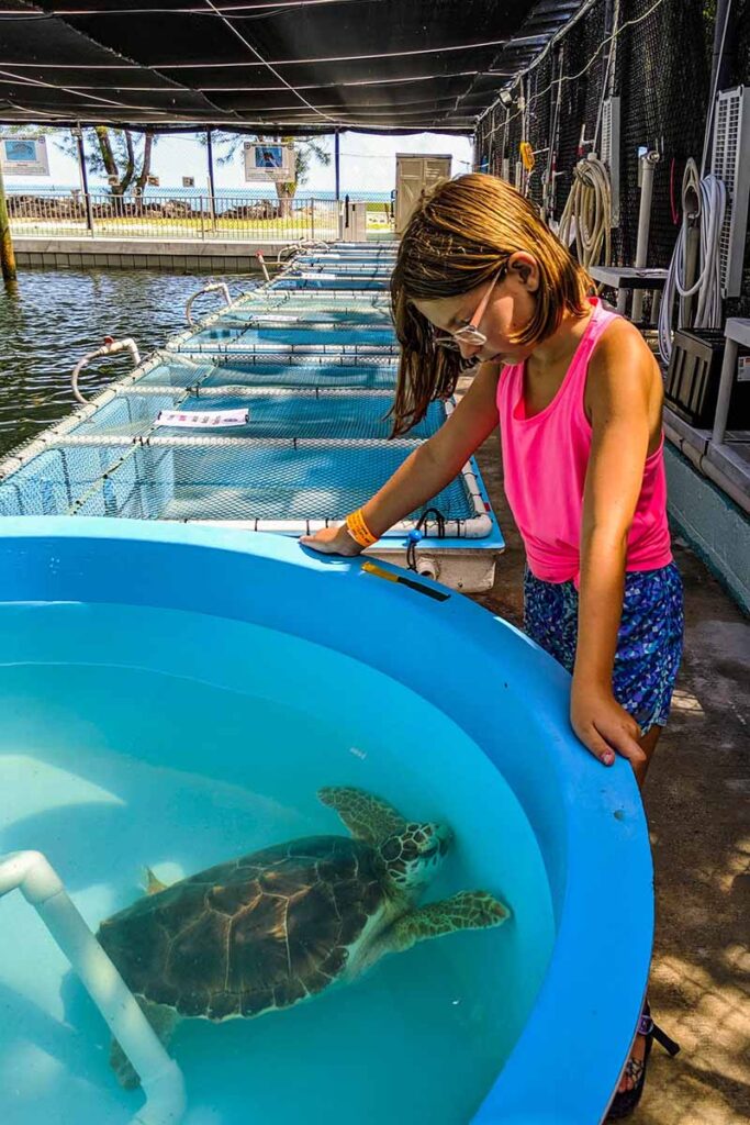 Marathon FL Turtle Pool